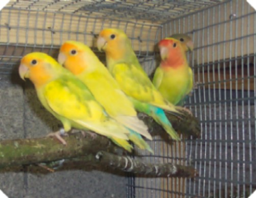 Jeunes panaches et pallid.jpg