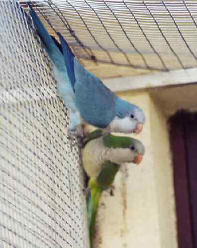 Couple de souris bleu 1.jpg