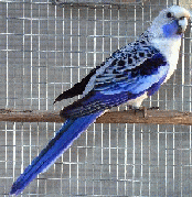 pennant bleu CH Fraance CDE 2003.jpg