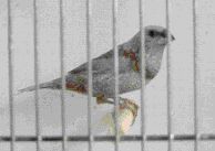 moineau perlÃ©.jpg