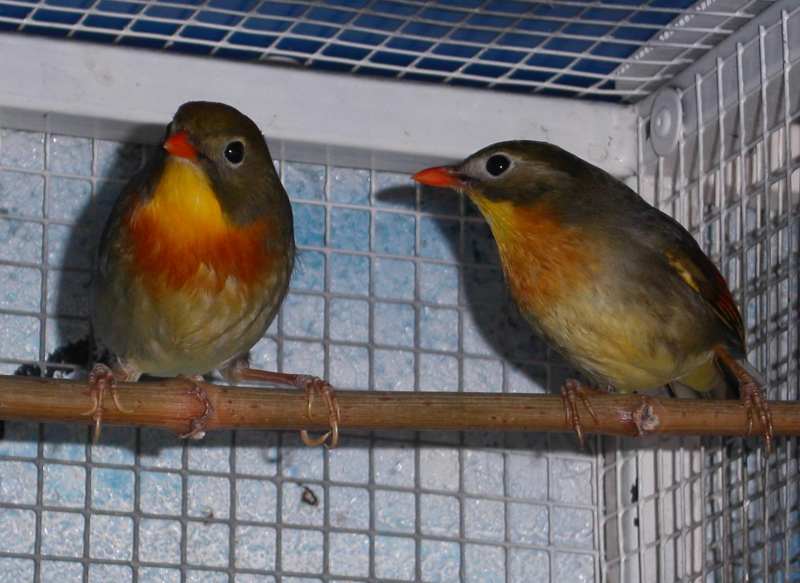 0505 ima et laya net.jpg