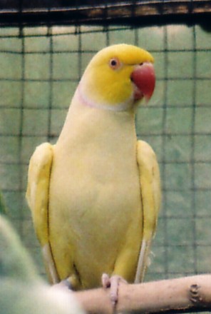 collier mÃ¢le luti 1.jpg