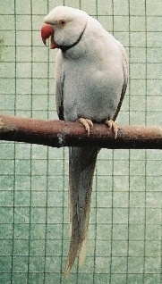 collier gris cinnamon argentique 2005.jpg