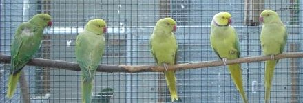 PDR_1654 famille buttercup.jpg