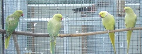 PDR_1648 famille buttercup.jpg