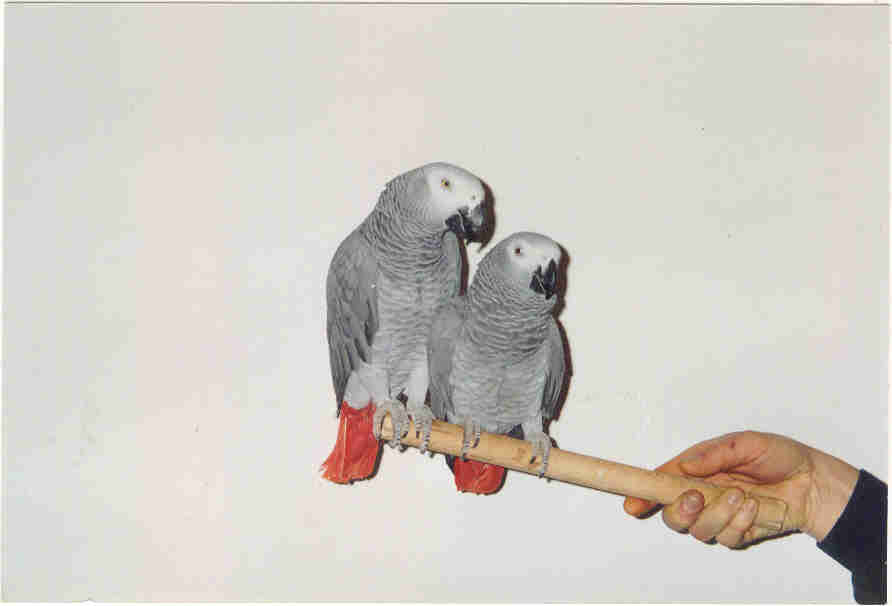 PHOTO COUPLE GRIS DU GABON.jpg