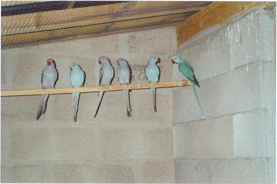 Famille Colliers 3.jpg