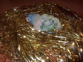 Resize of 31-12-2003-10014.jpg