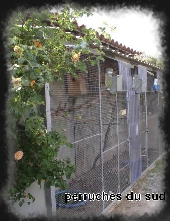 voliere ext.JPG