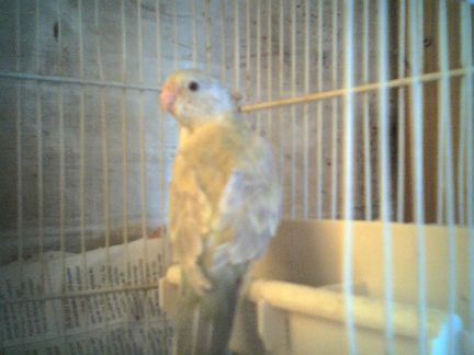 mutation croupion.jpg