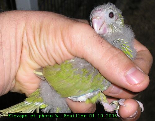 Femelle cinnamon.jpg