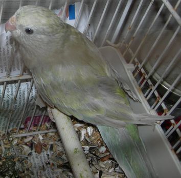 mutation croupion.jpg