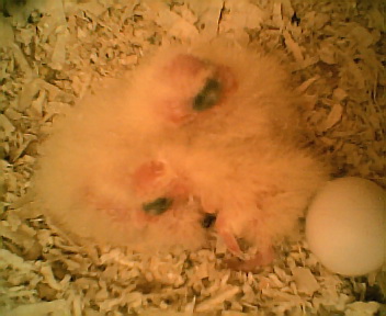 3 bÃ©bÃ©s et un oeuf002.jpg