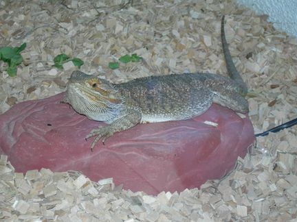 pogona.jpg
