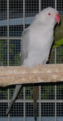 Collier gris Cin.jpg