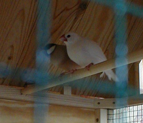 Bonnie & Clyde004.jpg