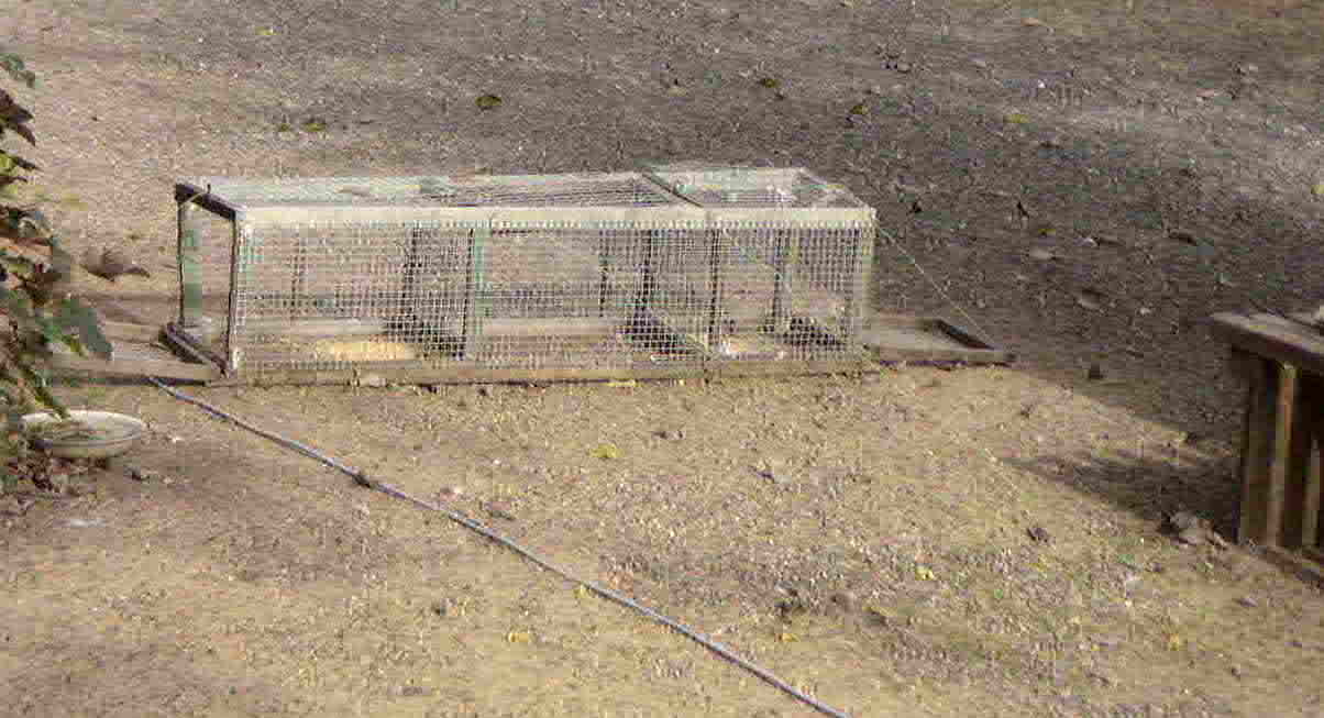 le grain est mis! 01.JPG