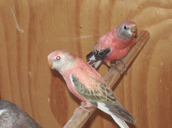 bourke rose et fallow.JPG