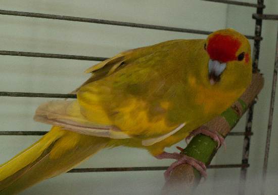 mÃ¢le ou femelle.jpg