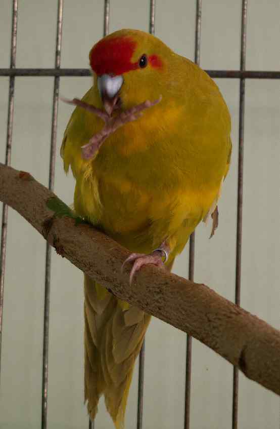 kakariki cinnamon-panachÃ©.JPG