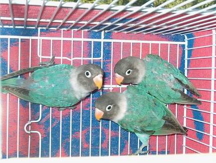 Resize of Resize of 11-09-20030010.jpg