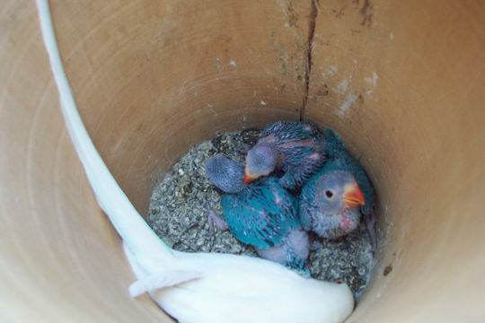 Resize of 05 mai 20030014.jpg