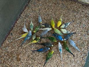 Resize of 29-06-20030005.jpg