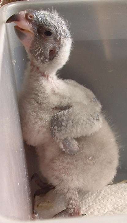 bb debout il y en pris ca premiere patee a la serringue.jpg