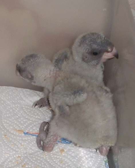 le dimanche 11 janvier 2004 jour de prise du nid 1le matin 8h30.jpg