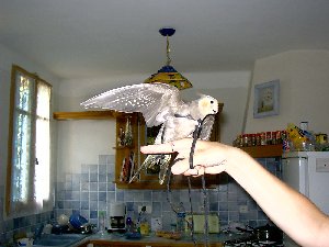 Swisy 180603 008.jpg