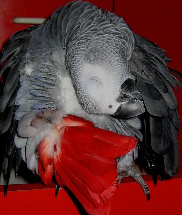 plume rouge trois.jpg