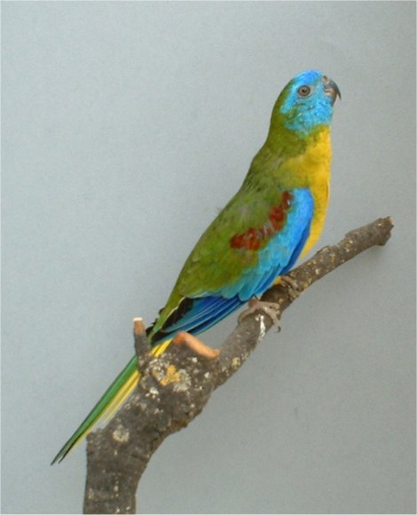 17-turquoisine mÃ¢le classique.jpg