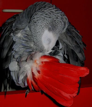 plume rouge deux.jpg