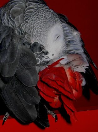 plume rouge cinq.jpg