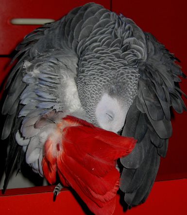 plume rouge quatre.jpg