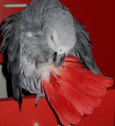 plume rouge huit.jpg