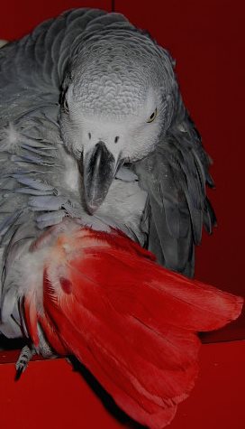 plume rouge sept.jpg