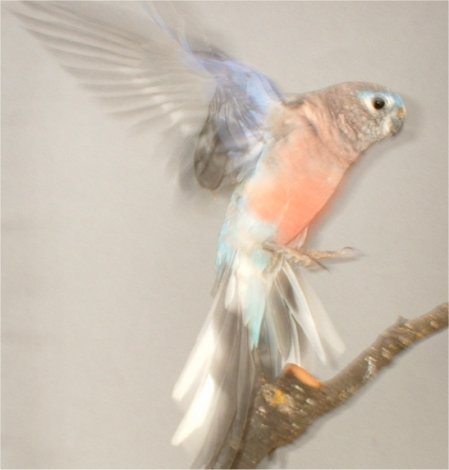 015-bourke mÃ¢le.jpg