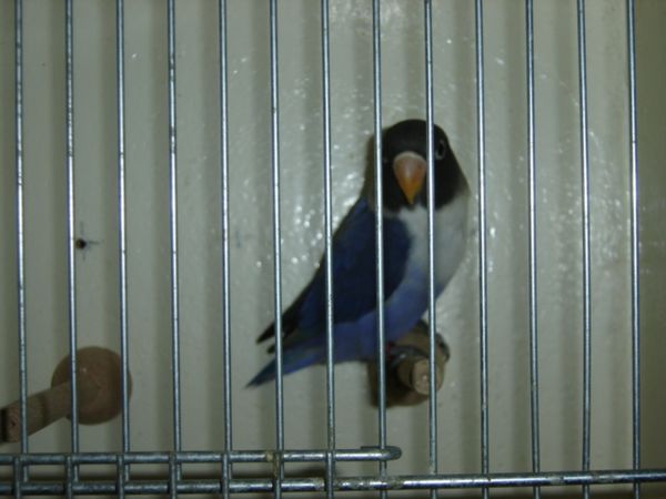 perso violet 2006 005.jpg