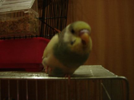 Photo perruches 006.jpg