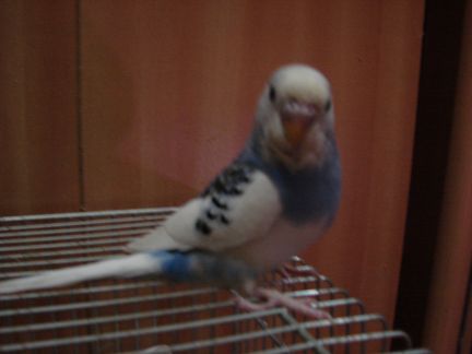 Photo perruches 002.jpg