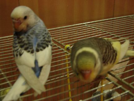 Photo perruches 001.jpg