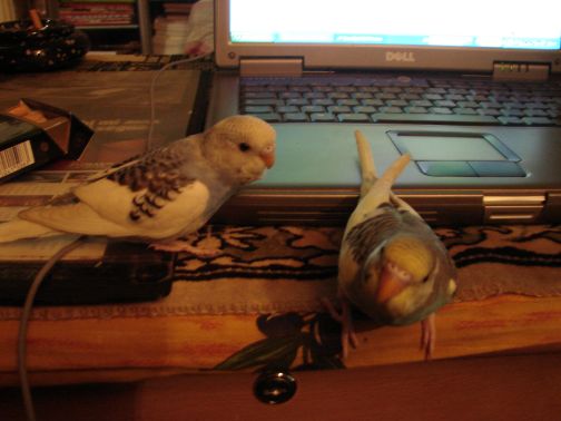 Photo perruches 027.jpg