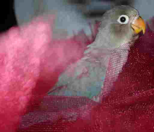 schisser planquÃ©.jpg