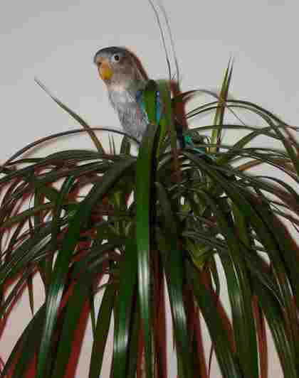 schisser perchÃ©.jpg