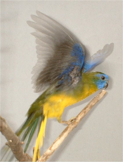 011-turquoisine vert foncÃ© mÃ¢le.jpg