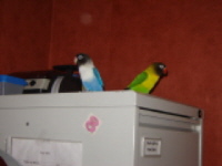 gribouille et lucky bis remodifiÃ©js.jpg