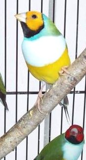 Gould tÃªte orange 006.jpg