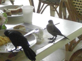 merle mÃ¢le et femelle.jpg