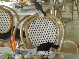 merle 2 mÃ¢les.jpg